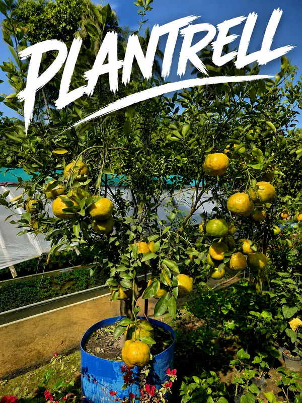 Nagpur_Mandarin_Orange_All_Time_Variety_Healthy_Sweet_Grafted_Fruit_Plants