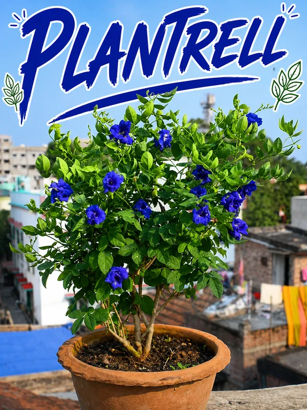 Blue_Aparajita_Flower_Climber_Butterfly_Pea_Asian_Pigeonwings_Clitoria_Ternatea_Plant