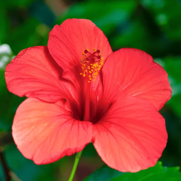 Pune_Hibiscus_Plant_Live_Large_Flowers_Fast_Blooming_Hibiscus_Plant