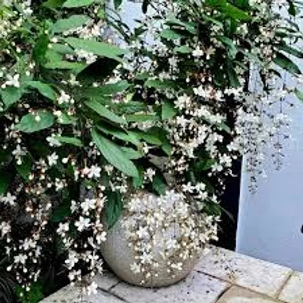 Chain_of_Glory_Vine__Flower_Plant_