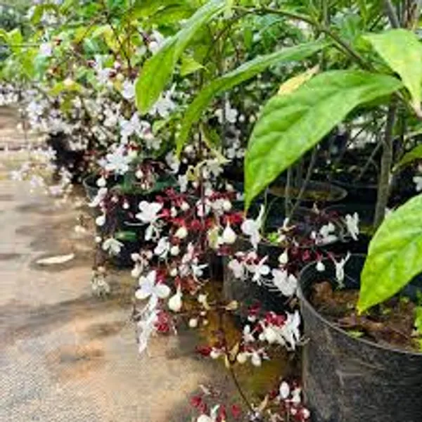 Chain_of_Glory_Vine__Flower_Plant_