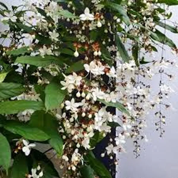 Chain_of_Glory_Vine__Flower_Plant_