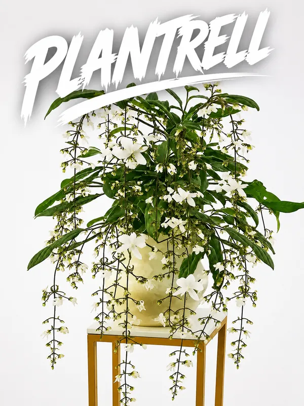 Chain_of_Glory_Vine__Flower_Plant_