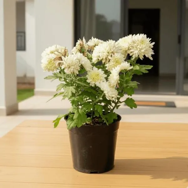 Chandramallika_Flower_Plant_pack_of_1_colour_