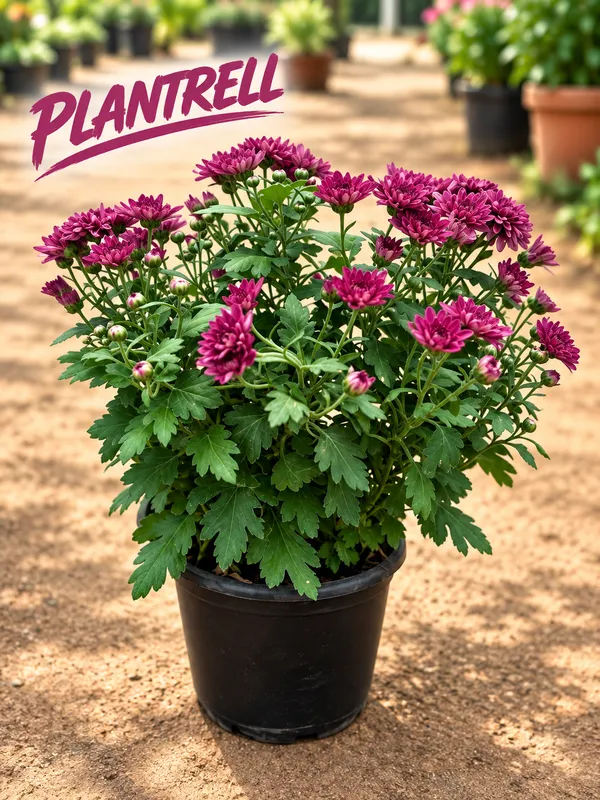 Chandramallika_Flower_Plant_pack_of_1_colour_