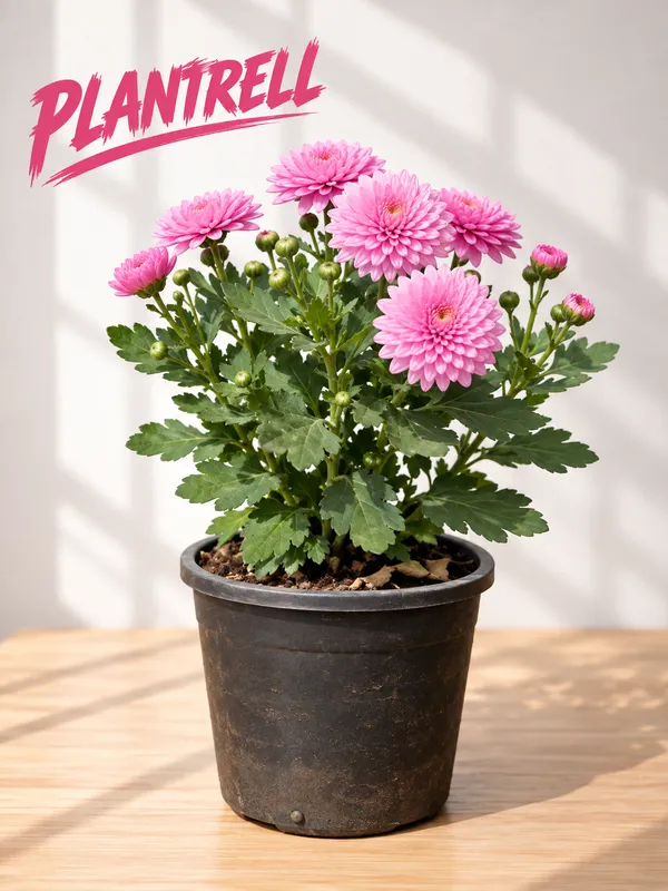 Chandramallika_Flower_Plant_pack_of_1_colour_