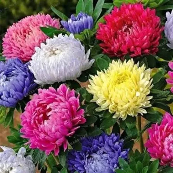 Chandramallika_Flower_Plant_pack_of_1_colour_