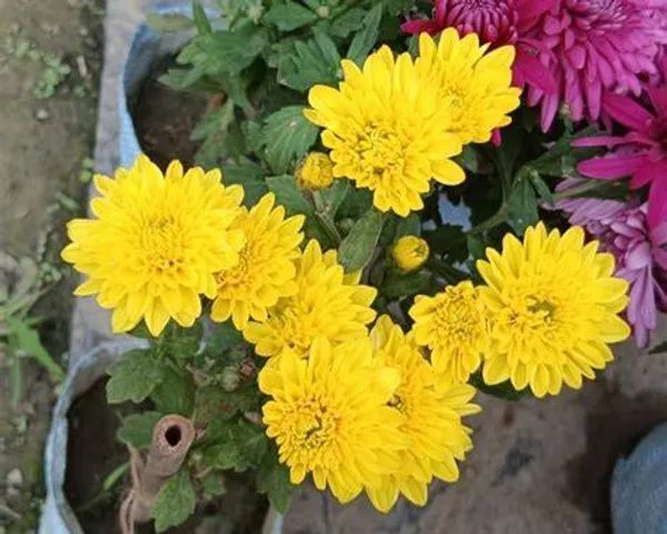 Chandramallika_Flower_Plant_pack_of_1_colour_