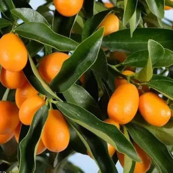 Sweet_Lemon_Kumquatgrafted_Fruit_Plants_And_Tree_Hybrid_Healthy_Plant_And_Tree_For_Home_Gardening_Outdoor_Plants