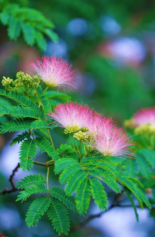 Shami_Flower_Plant