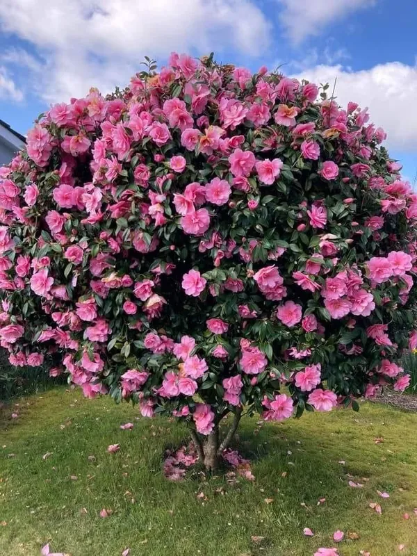 Pink_Camellia_Flower_Plant_|_Outdoors_Flower_Plant