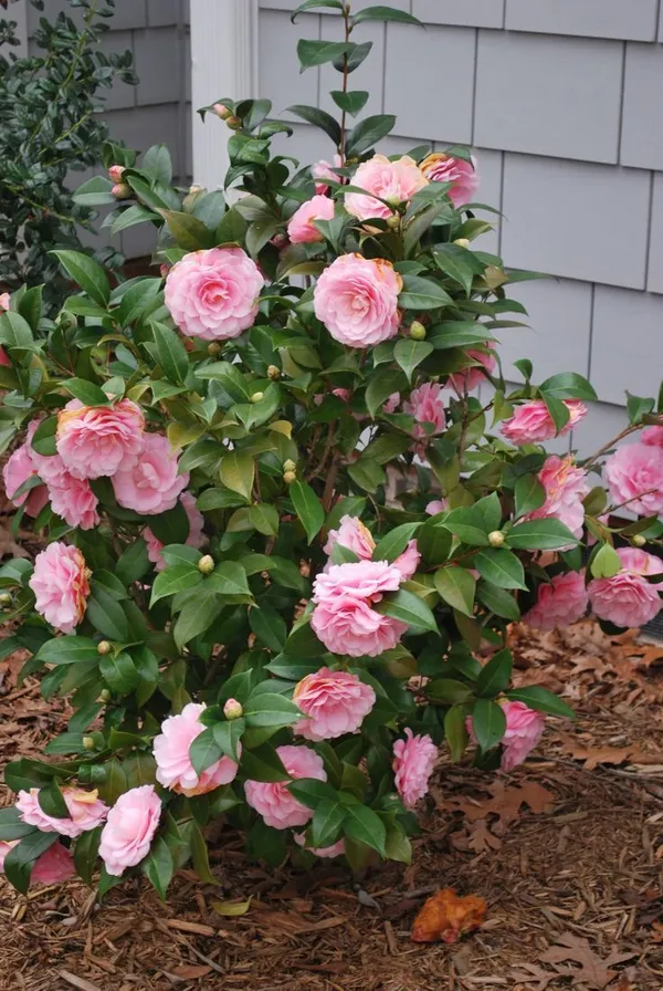 Pink_Camellia_Flower_Plant_|_Outdoors_Flower_Plant