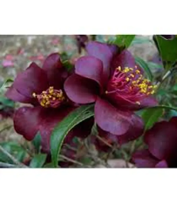 Dark_Red_Camellia_Plant_|_Elegant_Japanese_Camellia
