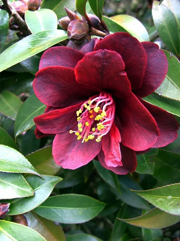 Dark_Red_Camellia_Plant_|_Elegant_Japanese_Camellia