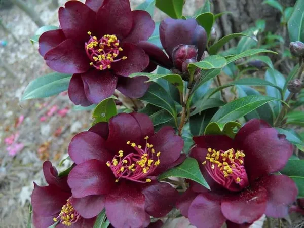 Dark_Red_Camellia_Plant_|_Elegant_Japanese_Camellia