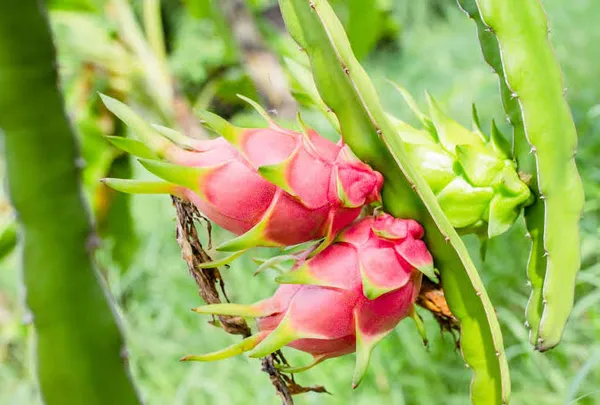 Dragon_Fruit_Live_Plant_|_Pitaya_Fruit_Plant_|_Exotic_Fruit_Plant_for_Pot,_Grow_Bag,_Terrace_&_Home_Garden