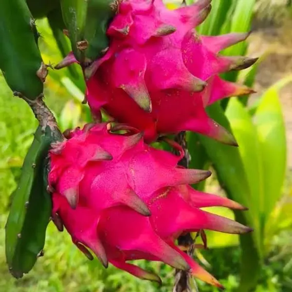 Dragon_Fruit_Live_Plant_|_Pitaya_Fruit_Plant_|_Exotic_Fruit_Plant_for_Pot,_Grow_Bag,_Terrace_&_Home_Garden
