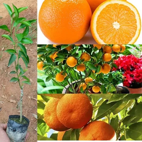 Chinese_Orange_Sweet