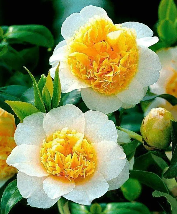 Camellia_Very_Beautiful_Yellow_Camellia_Flower_Plant_Gardens_Outdoors_Flower_Plant_Very_Beautiful_Camellia_Japonica_Kamiliya_Flower_Queen_Of_Winter_Pant