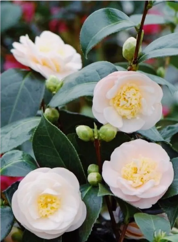 Japanese_Camellia_Plant_Flowering_Shrub_For_Home_And_Garden_Outdoor_And_Indoor_Pot_Plant