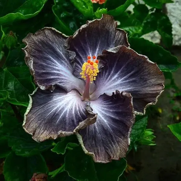 Premium_Taiwan_Variety_Dark_Purple_Hibiscus_(Gudhal_/Joba)_Flower_Plant_