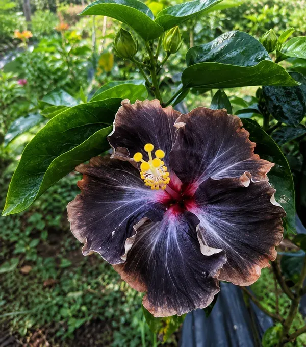 Premium_Taiwan_Variety_Dark_Purple_Hibiscus_(Gudhal_/Joba)_Flower_Plant_