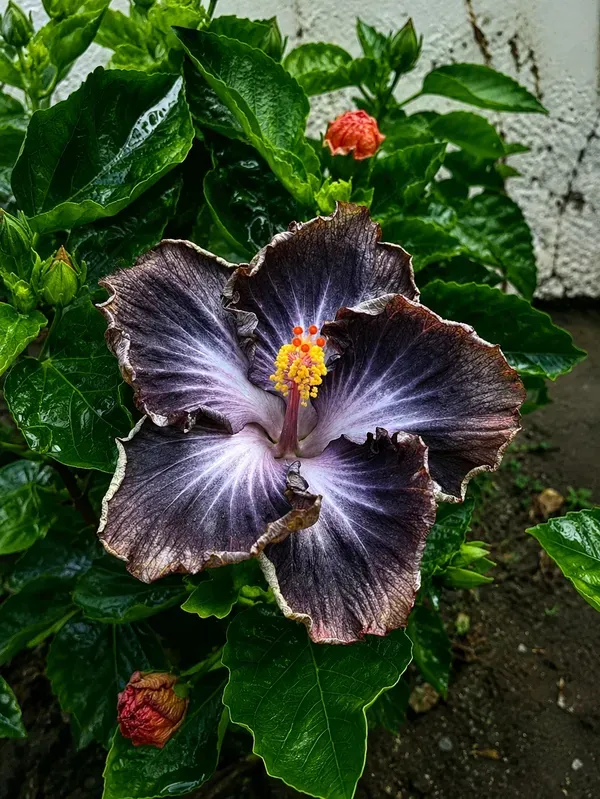 Premium_Taiwan_Variety_Dark_Purple_Hibiscus_(Gudhal_/Joba)_Flower_Plant_