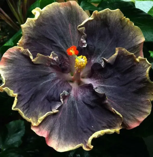 Premium_Taiwan_Variety_Dark_Purple_Hibiscus_(Gudhal_/Joba)_Flower_Plant_