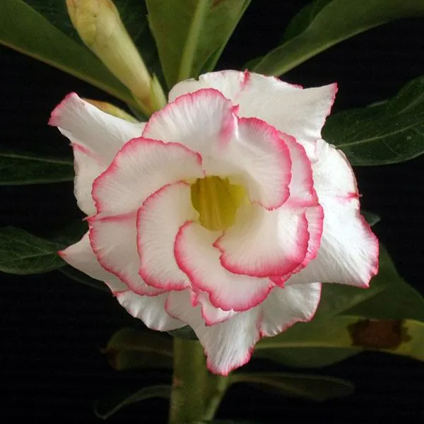 Elegant_White-Red_Adenium_Plant_|_Double_Petal_Desert_Rose