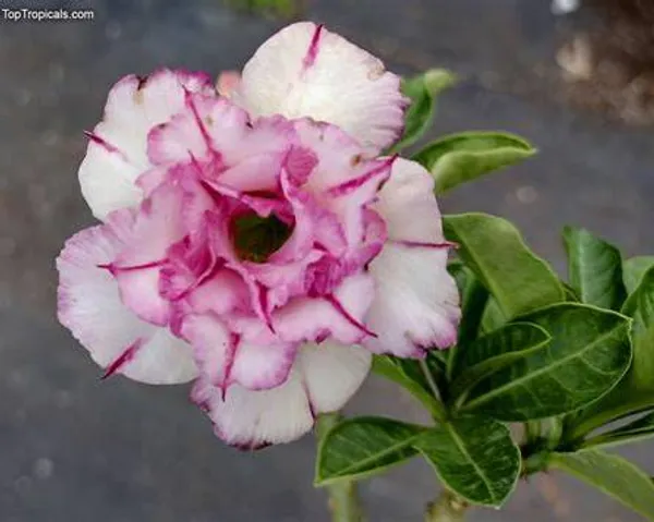 Elegant_White-Red_Adenium_Plant_|_Double_Petal_Desert_Rose