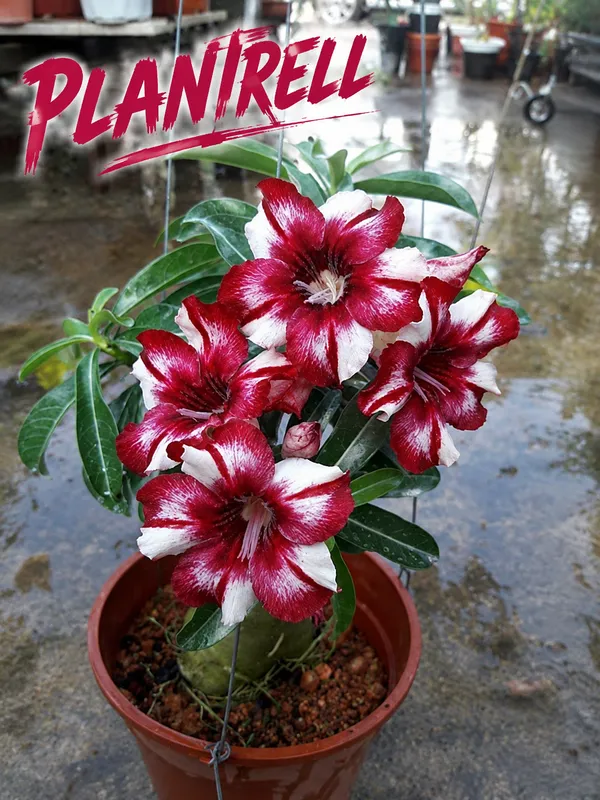 Elegant_White-Red_Adenium_Plant_|_Double_Petal_Desert_Rose