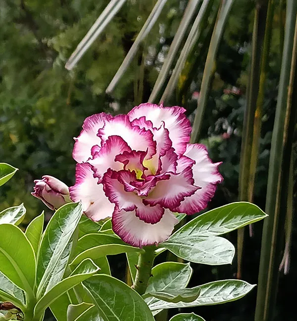 Elegant_White-Red_Adenium_Plant_|_Double_Petal_Desert_Rose