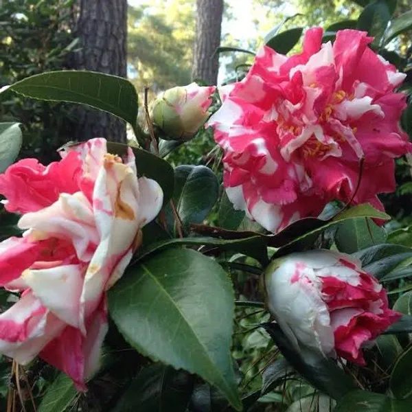 Emperor_of_Russia_Variegated_Camellia_|_Red_&_White_Double_Flower