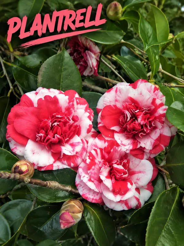 Emperor_of_Russia_Variegated_Camellia_|_Red_&_White_Double_Flower