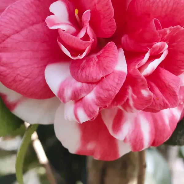 Emperor_of_Russia_Variegated_Camellia_|_Red_&_White_Double_Flower