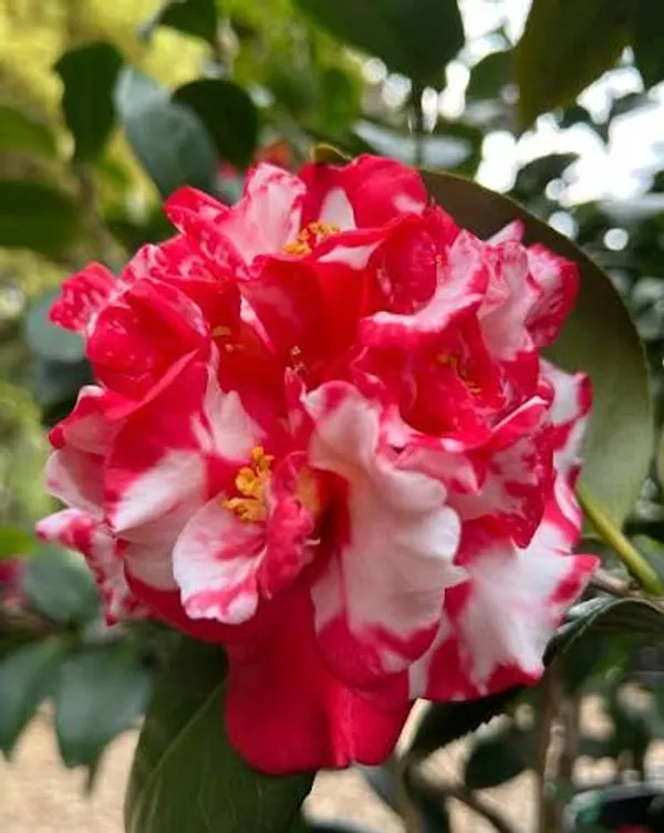Emperor_of_Russia_Variegated_Camellia_|_Red_&_White_Double_Flower