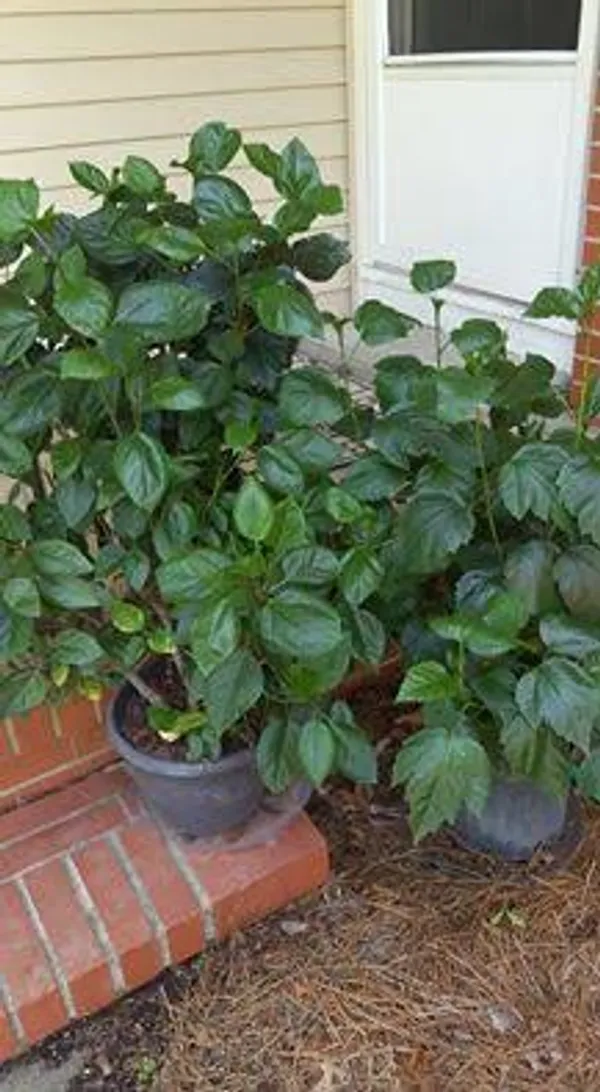 Exotic_American_Variety_Hibiscus_Live_Flower_Plant_(Large_Multicolor_Blooms)