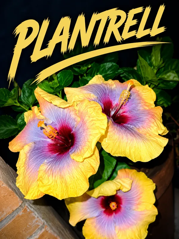 Exotic_Australian_Variety_Hibiscus_Live_Plant_–_Multicolour_Blooms