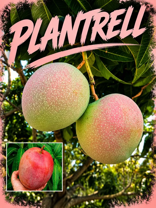 Australian_Mango_Plant_Live_Premium_Grafted_Mango_Tree_Large_Sweet_Red_Yellow_Mango_Variety