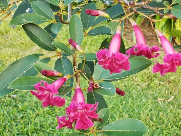 Tabebuia_Red_Flower_Plant_|_Red_Flowering_Ornamental_Tree