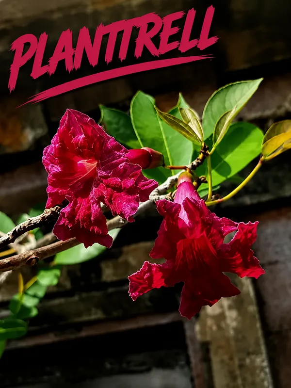 Tabebuia_Red_Flower_Plant_|_Red_Flowering_Ornamental_Tree