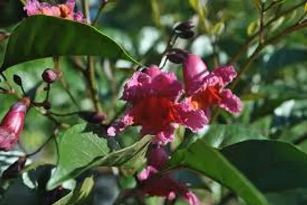 Tabebuia_Red_Flower_Plant_|_Red_Flowering_Ornamental_Tree