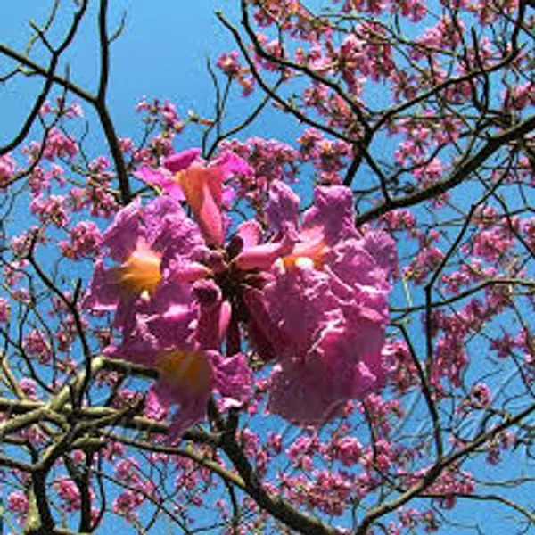 Tabebuia_Red_Flower_Plant_|_Red_Flowering_Ornamental_Tree