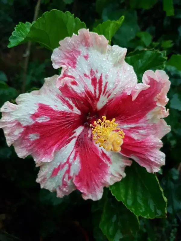 Red_&_White_Variegated_Hibiscus_Flower_Plant_|_Premium_Gudhal_/_Joba_Live_Plant