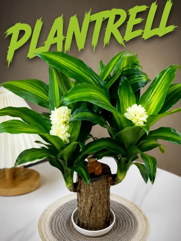 Lucky_Brazilian_Wood_Plant_for_Home_Decor