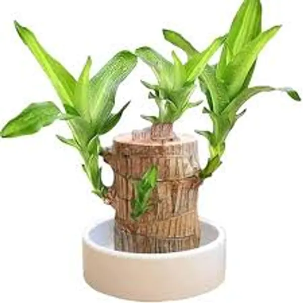 Lucky_Brazilian_Wood_Plant_for_Home_Decor