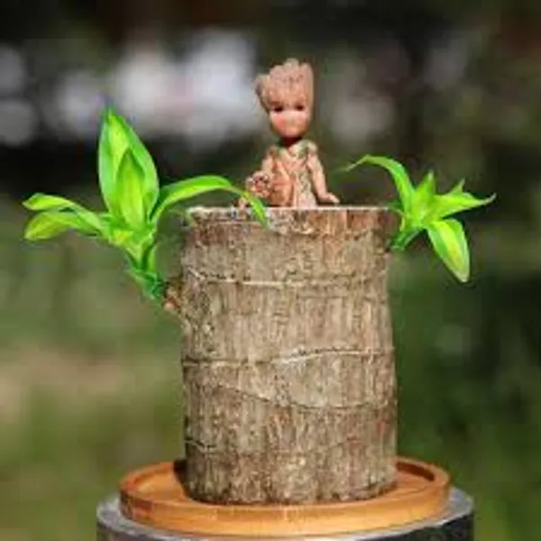 Lucky_Brazilian_Wood_Plant_for_Home_Decor