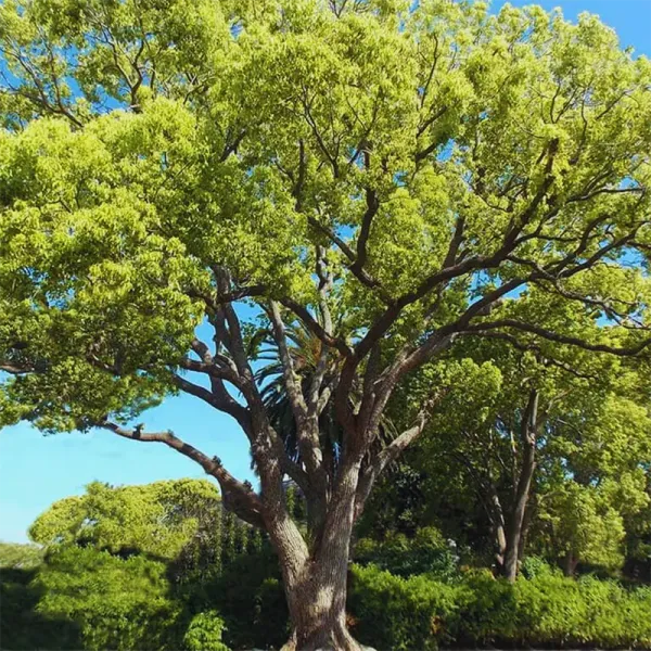 Kapoor_Plants_Cinnamomum_Camphora_Kapur_Tree