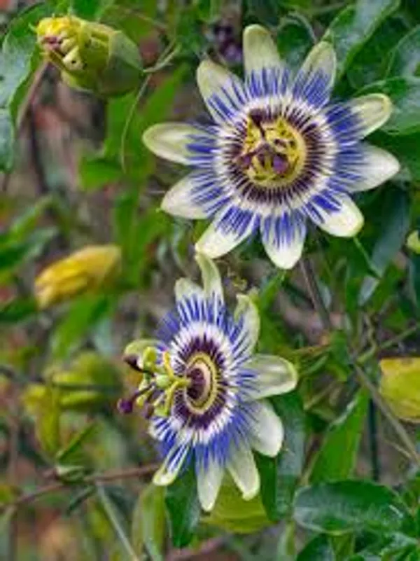 Live_Krishna_Kamal_Passiflora_Incarnata_Plant_Purple_Passion_Flower_Vine_Climbing_Rakhi_Flower_For_Home_And_Balcony_Garden