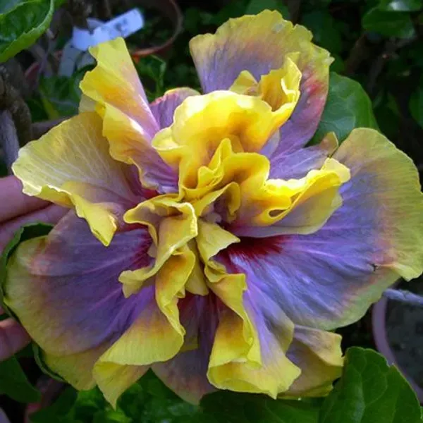 Exotic_Australian_Variety_Hibiscus_Live_Plant_–_Multicolour_Blooms